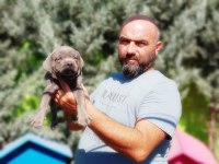 Cane Corso Yavru Köpeğimiz