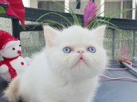Exotic shorthair bebişler