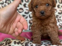 Red Maltipoo Ailenizin Yeni Üyesi