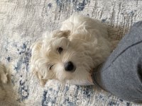 Yavru maltipoo köpekler