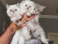 Scottish Fold