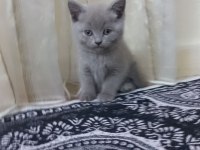 British shorthair ve scottish fold