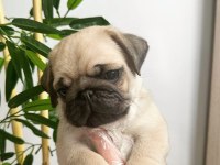 Pug mops üst kalite yavrular