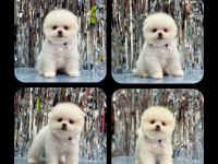 Orjinal ayı surat pomeranian boo
