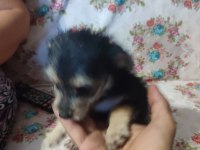 Mersin özel yavru köpekler