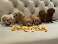 SEVİMLİ IRK TOY POODLE YAVRULAR