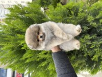 Orjinal Pomeranian Boo İsteyenlere Orange Renk
