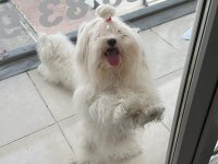 Dişi maltese terrier