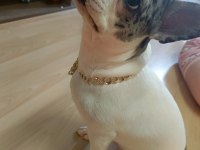 5 Aylık Fransız Bulldog Dişi Yavrularım