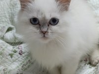 Tatlı scottish fold yavrular yeni yuva bekliyorlar