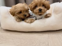 IRK GARANTİLİ MALTİPOO YAVRULARI