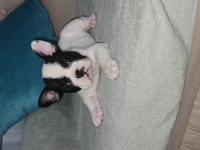 FRENCH BULLDOG YAVRULARIMIZ