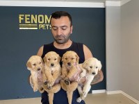 ORJİNAL BABY FACE GOLDEN RETRİEVER YAVRULAR ANKARA