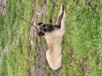 Orjinal Safkan Kangal