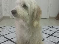 Terrier fox