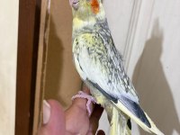 59 GÜNLÜK BEBEK SULTAN PAPAĞANI