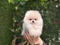 Show Kalite Pomeranian Boo Yavrularımız