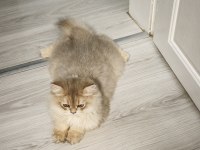 3 aylık british longhair şecereli safkan