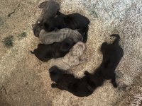 Çok Sağlıklı Cane Corso