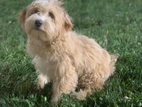 4 Aylık Maltipoo