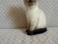 Scottish fold blue point yavrumuz