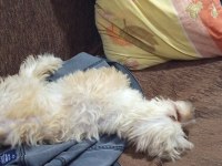 İşim nedeniyle köpeğimi ilgilenemiyorum
