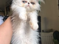 4 aylık exotic shorthair dişi