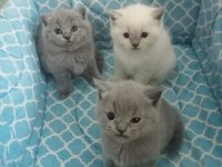 1.5 Aylık 4 Tane Saf British Shorthair Yavrularımız
