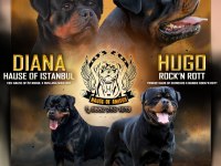 Türkiyenin Göz Bebeği Diana Rottweiler Bebekleri