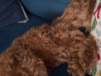 8 aylık maltipoo oğlumuz coco yeni yuva arıyor