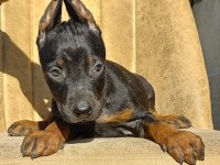 Teslime hazır Doberman İlk aşısı yapıldı