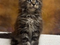 MCO polydactyl erkek ve dişi wcf kayıtlı maine coon