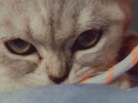 Tuvalet eğitimli scottish fold yavrumuz yeni yuvasını arıyor