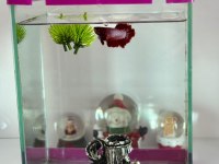 Betta balıkları 1 çift ve akvaryumu