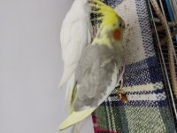 Yavru Sultan papağanı