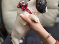 SAFKAN ERKEK FRENCH BULLDOG