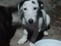Dişi köpeğimize güzel bir yuva arıyoruz