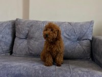 A kalite toy poodle kızımız