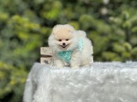 Birbirinden güzel Pomeranian bebeklerimiz