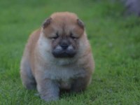 Ayı surat chow chow yavrular renk renk