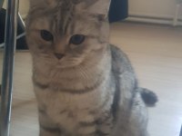 British Shorthair Kedisi