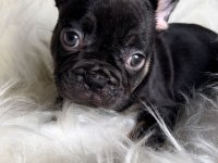 Dişi french bulldog bebekler yeni ailesini arıyor