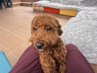 Sevimli toy poodle 6 aylık aşıları tam sahibinden