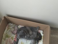 British shorthair yavrular rezerveye açıktır