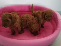 Petmode köpek çiftliğinde ziyarete açık toy poodle