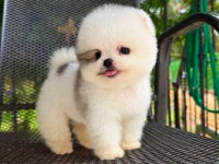 Taecup 2 adet Dişi pomeranian