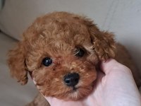 Yavru toy poodle