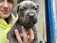 Geleceğin Devi Cane Corso Yavruları