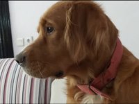 6.5 yaşında erkek tarçın rengi golden retriever (ücretsiz)