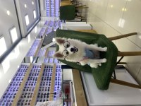 Pomeranian spitz